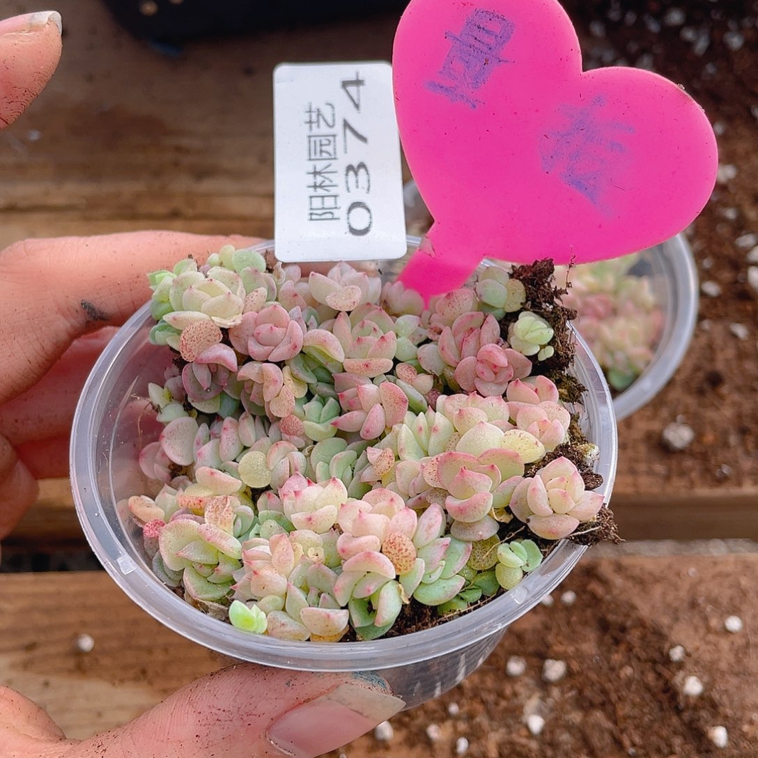 量拍多肉植物多肉植物374