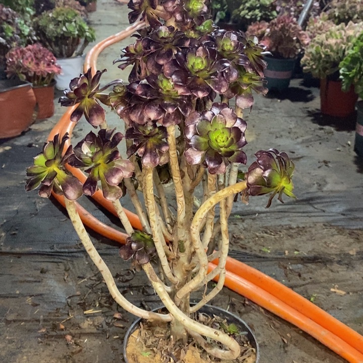 黑法多肉植物27。 