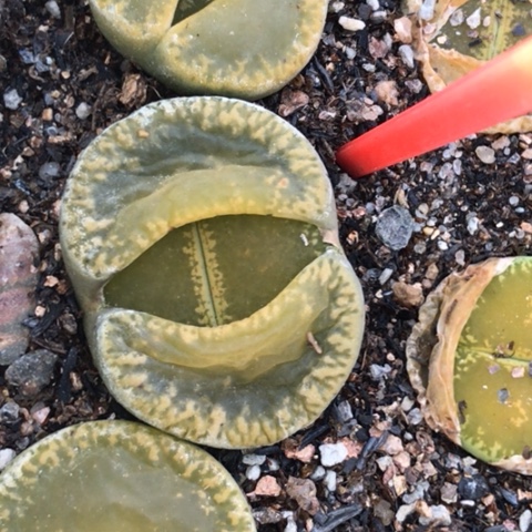 多肉肉锥 绿宝石