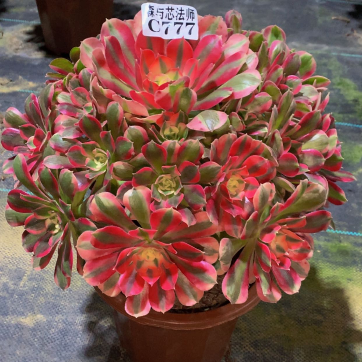 【闪购商品】777粉女郎