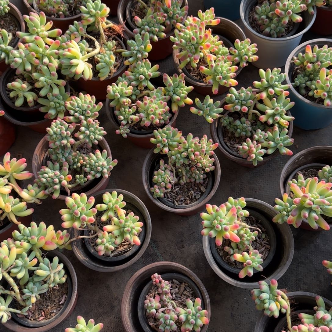 无花朵果冻乙女心