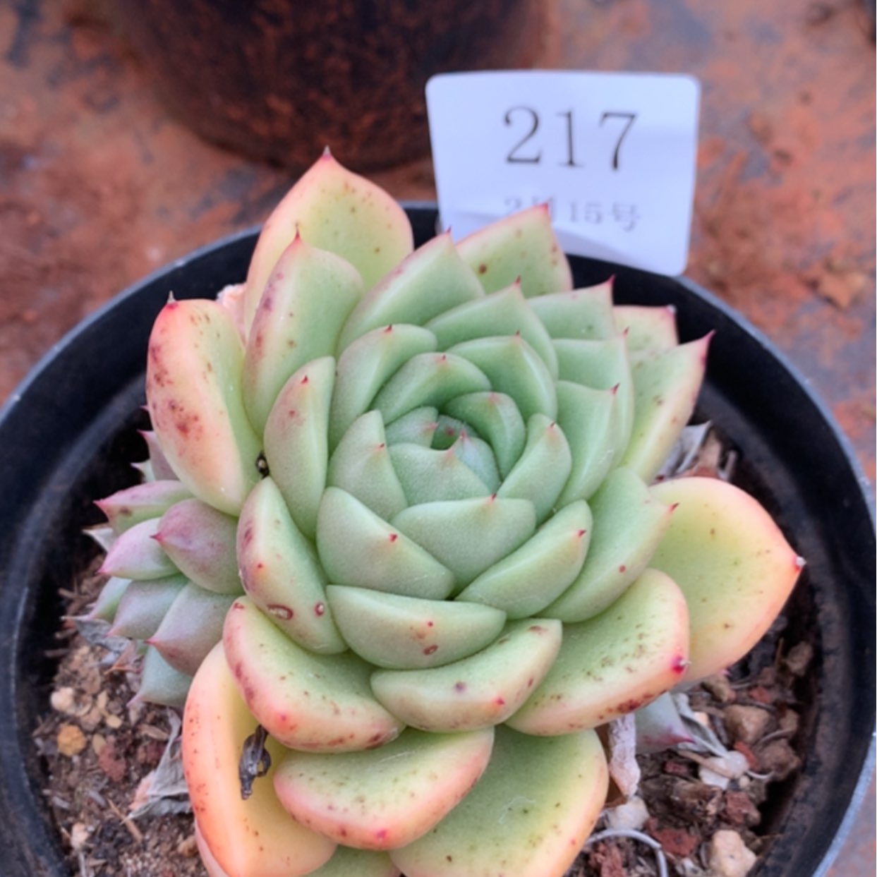 【闪购商品】云217