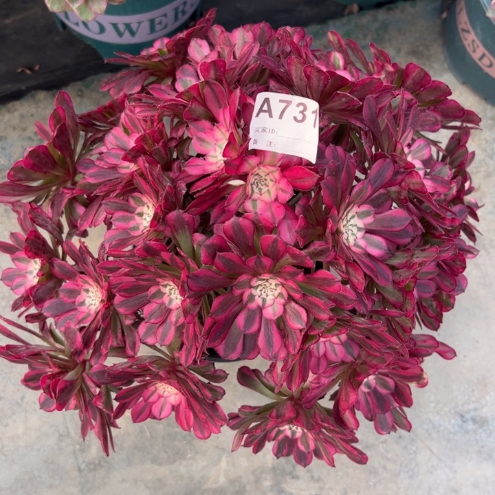 731红铜超白朵朵35厘米左右