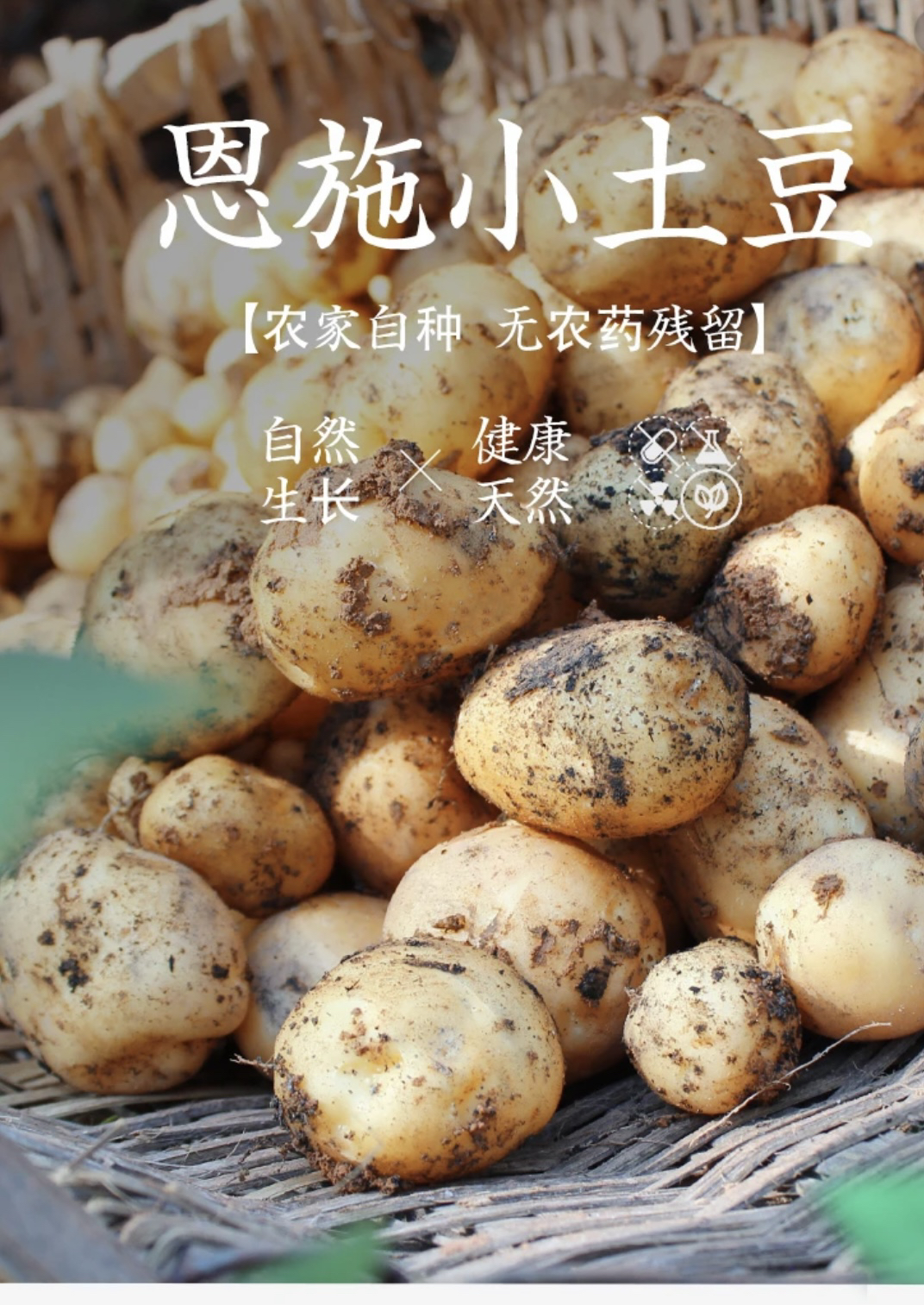 新鲜现挖农家土豆
