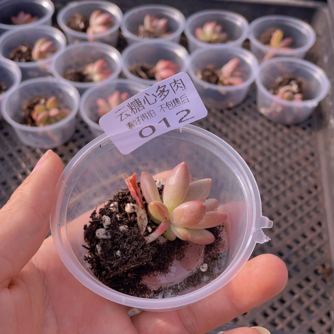 傻*G云糖心多肉植物12