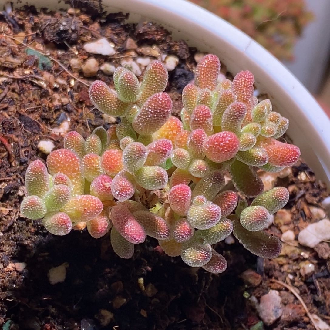 冰晶枝干番杏109