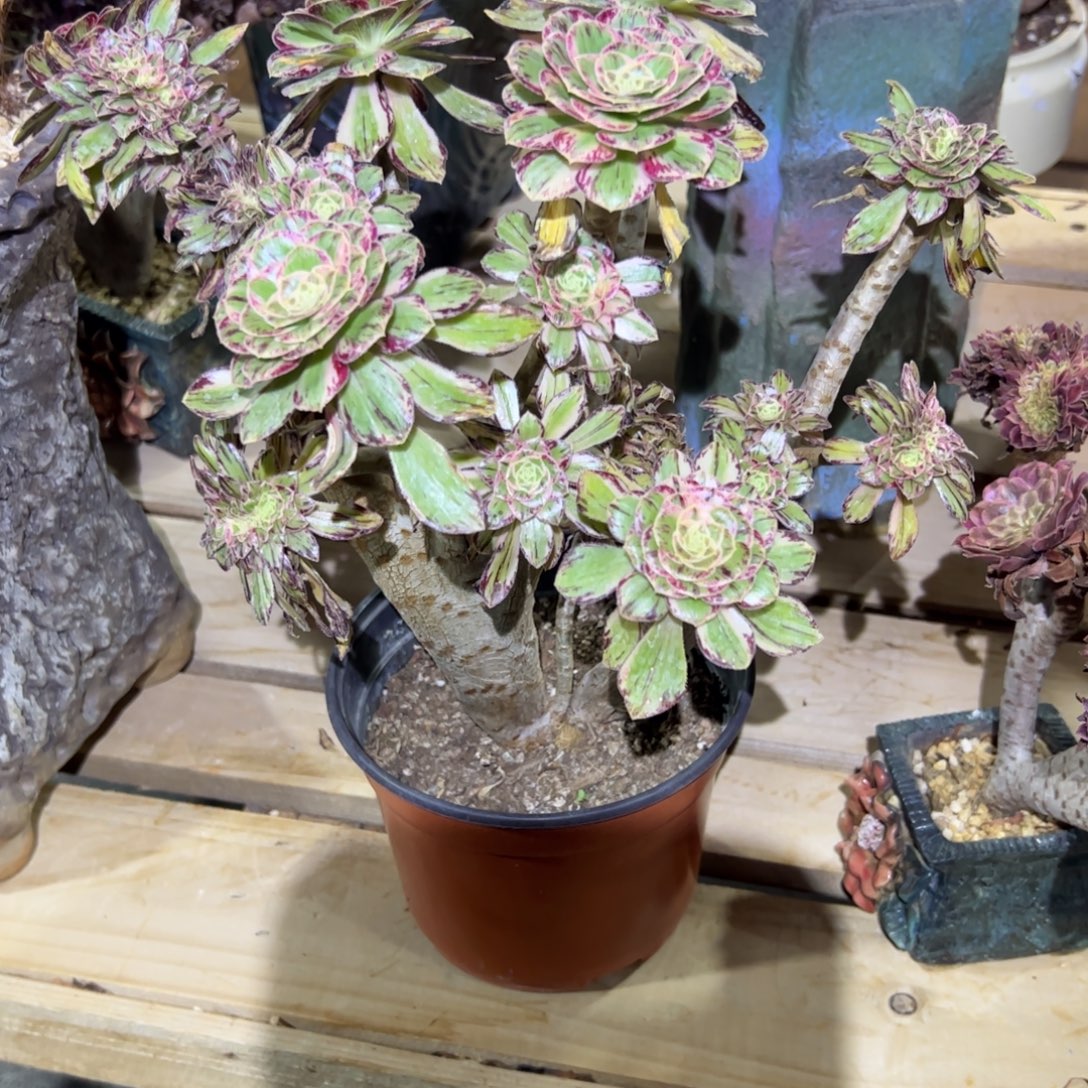 V锦锦朵朵缀化老桩