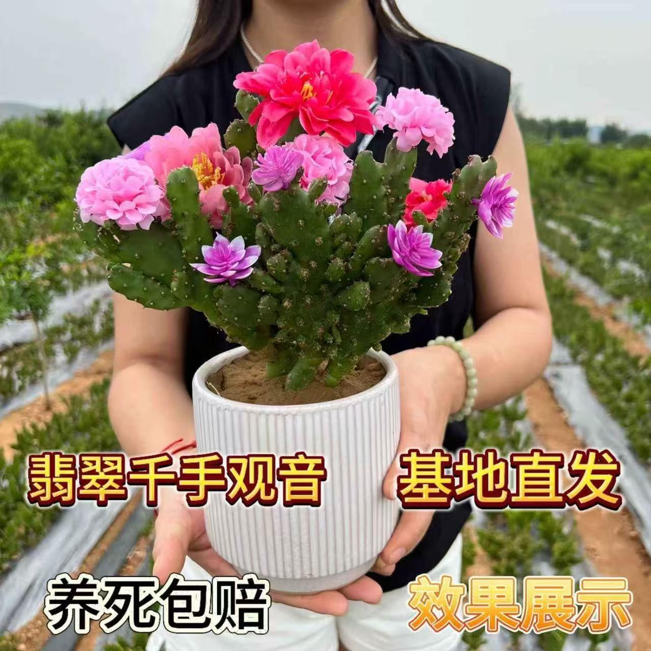 翡翠千手观音仙人掌花好养好栽易活开花快南方北方盆栽地栽