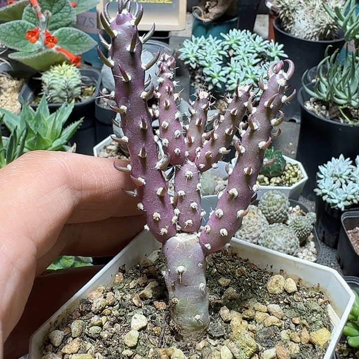 160登龙团扇脱土发货