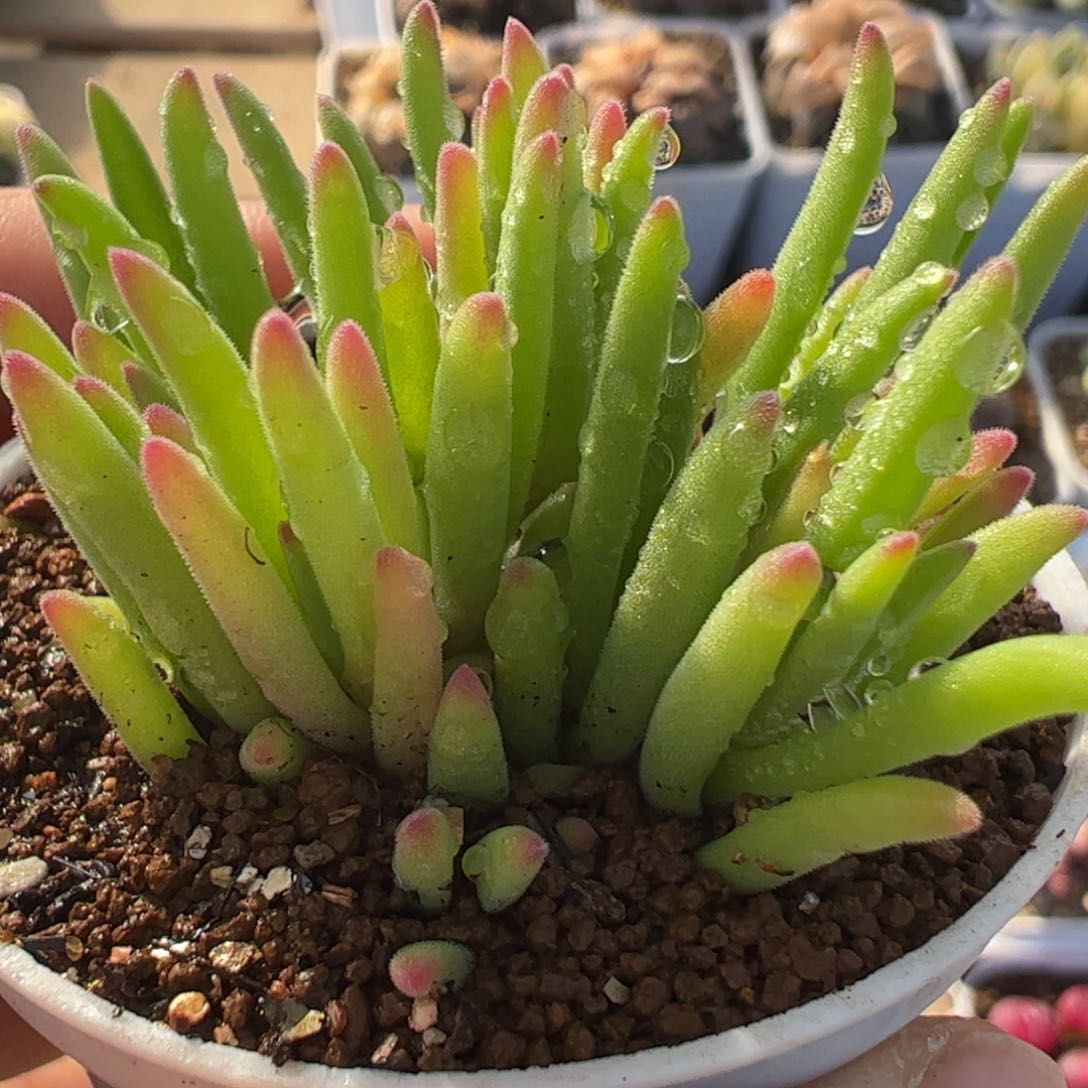 10棵九尾狐多肉植物带盆