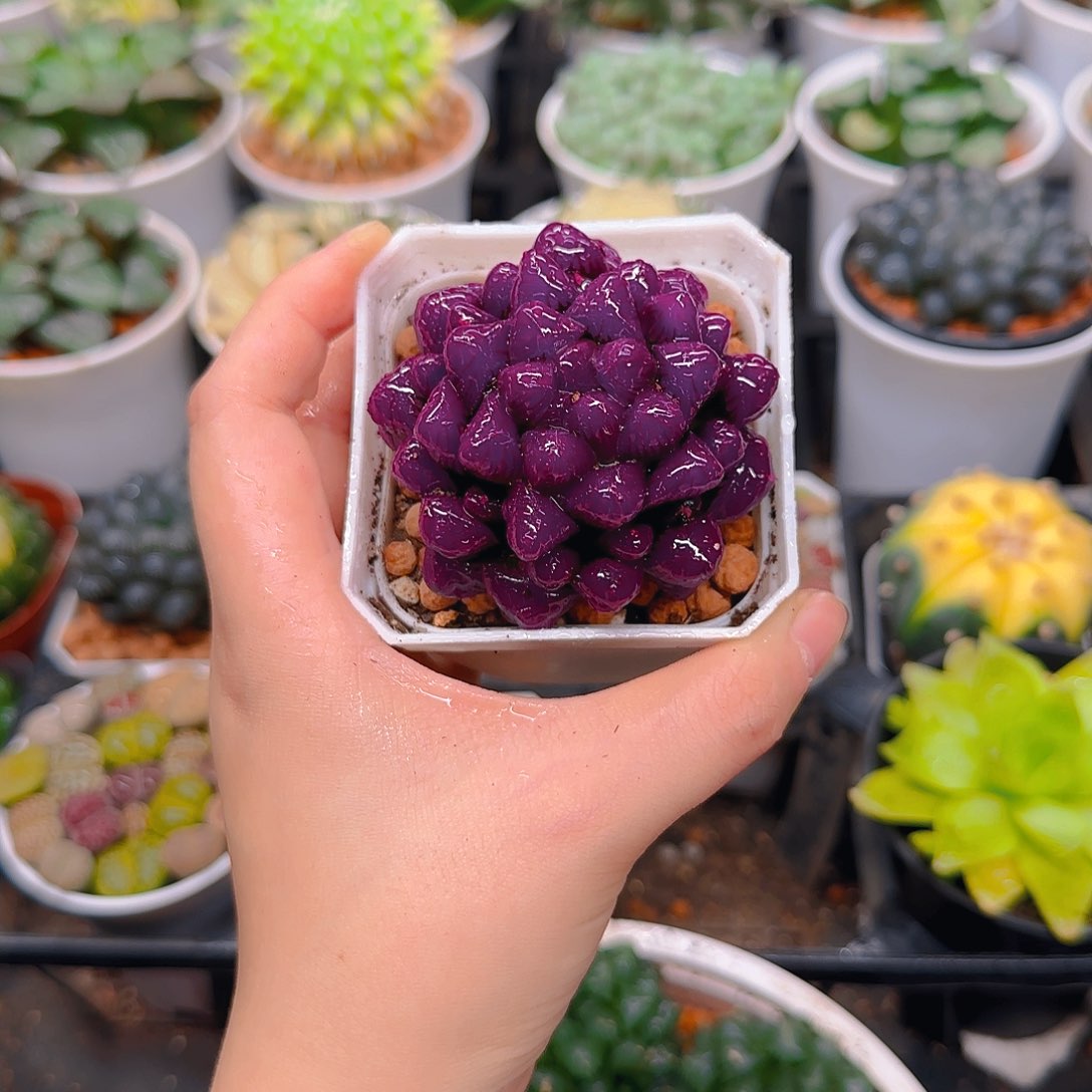 紫宝石冰灯玉露，原盆