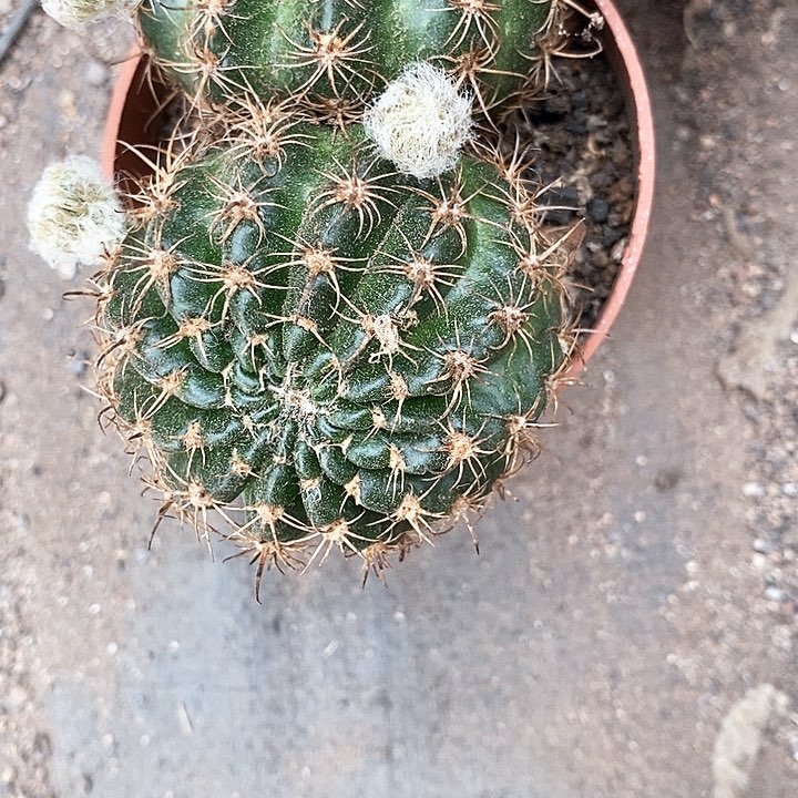 多头33牡丹356677788