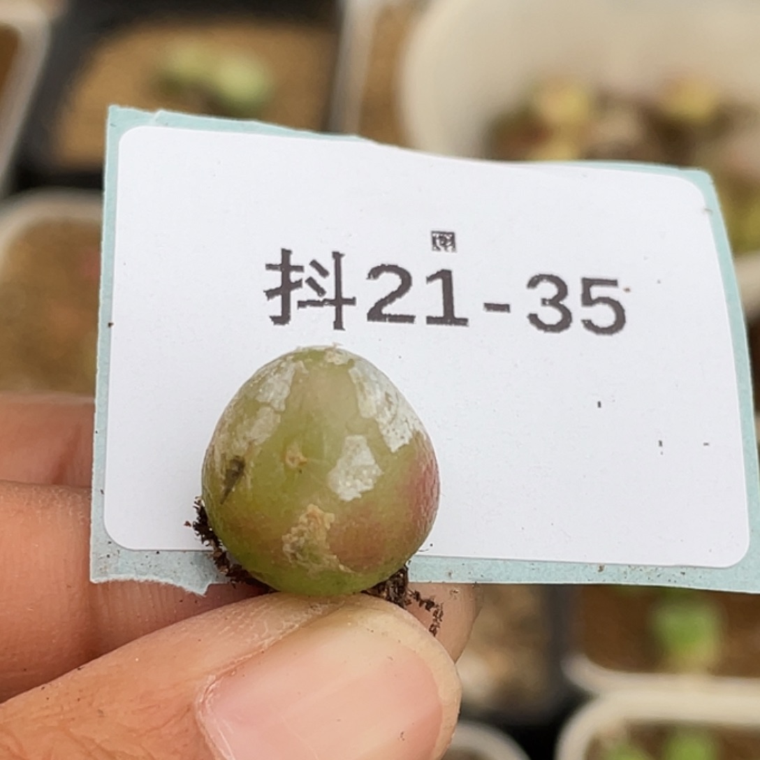 21-35灯泡多肉植物