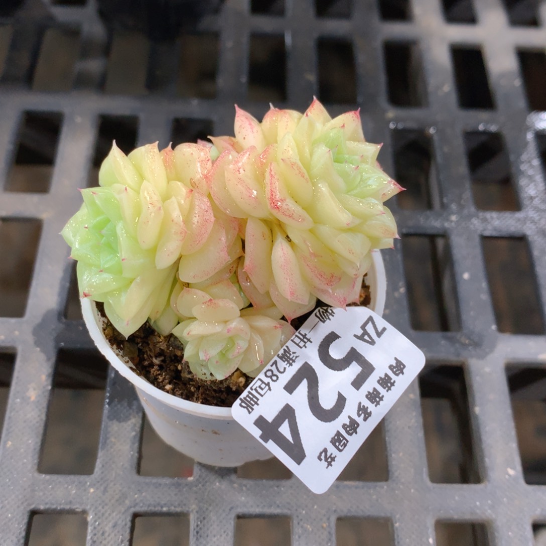 肉萌萌拇指盆精控多肉ZA524