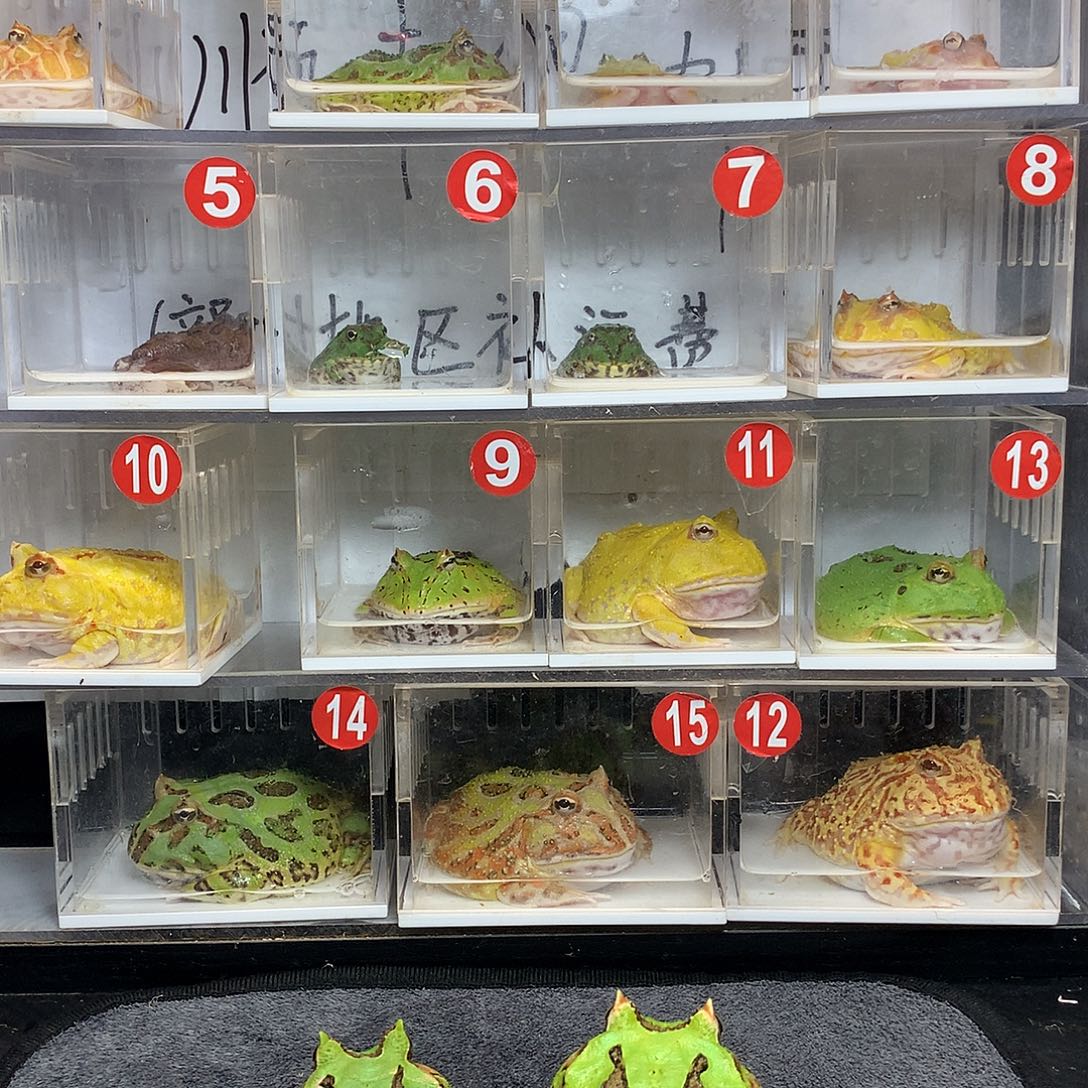 角蛙2390 大蝴蝶一对