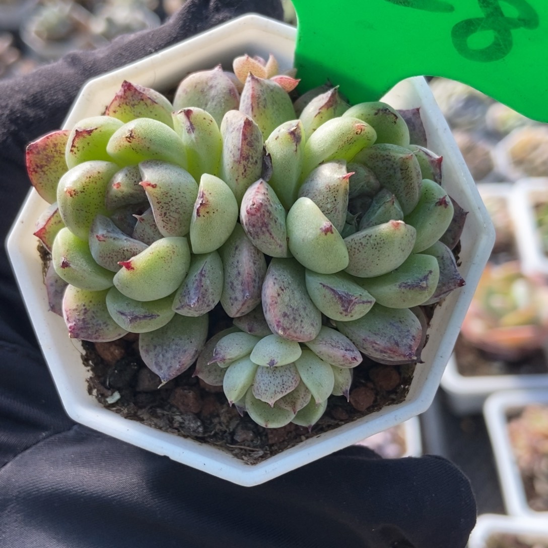 3128赤水晶多肉植物