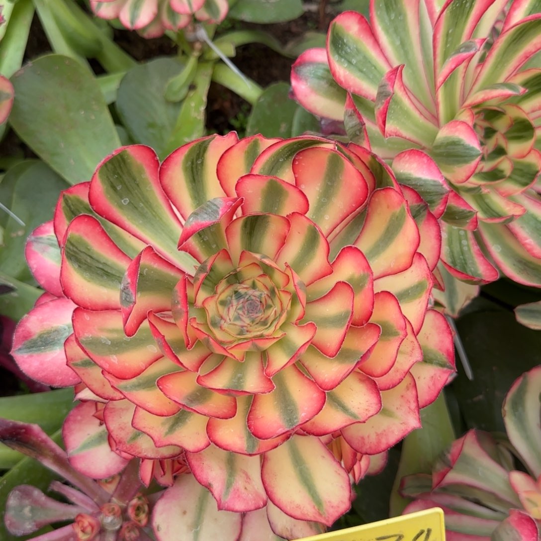 3-234---多头多肉植物