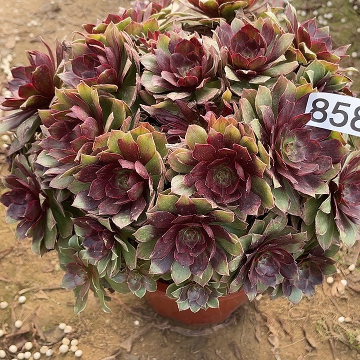 无花朵858干枯玫瑰