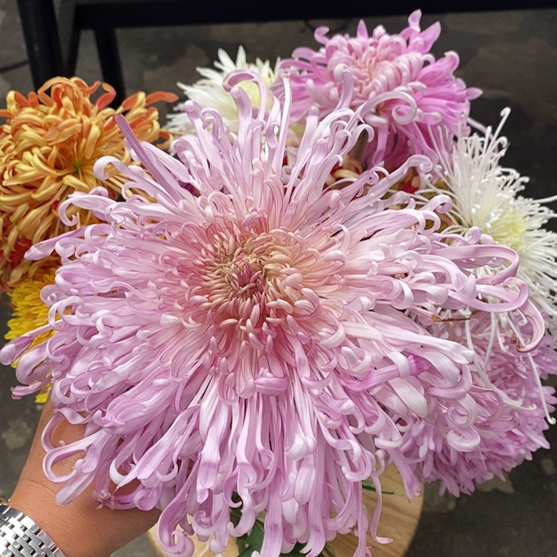 44 号大菊，不包邮，一个运费拍全场