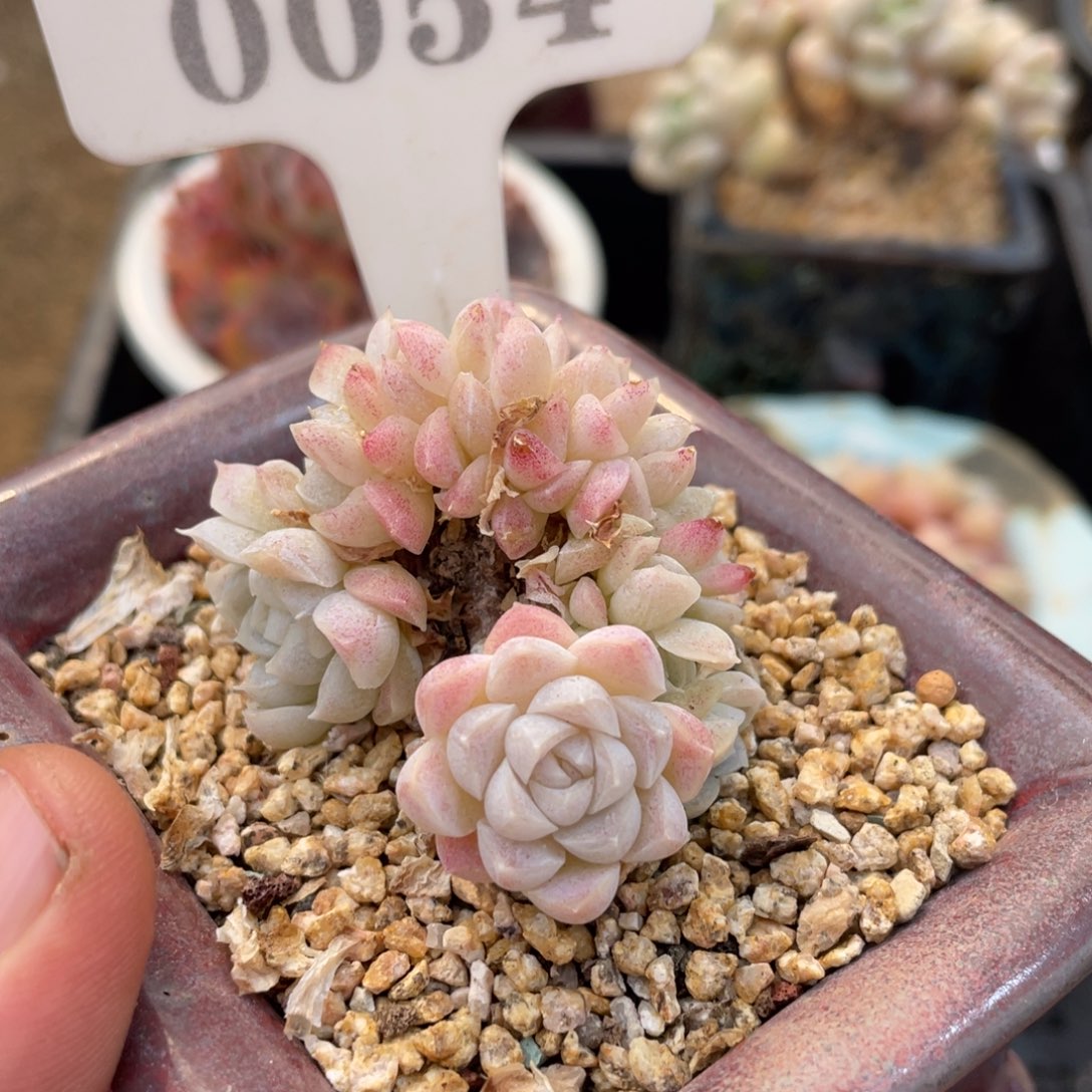 0054白月影朵朵不带盆5厘米