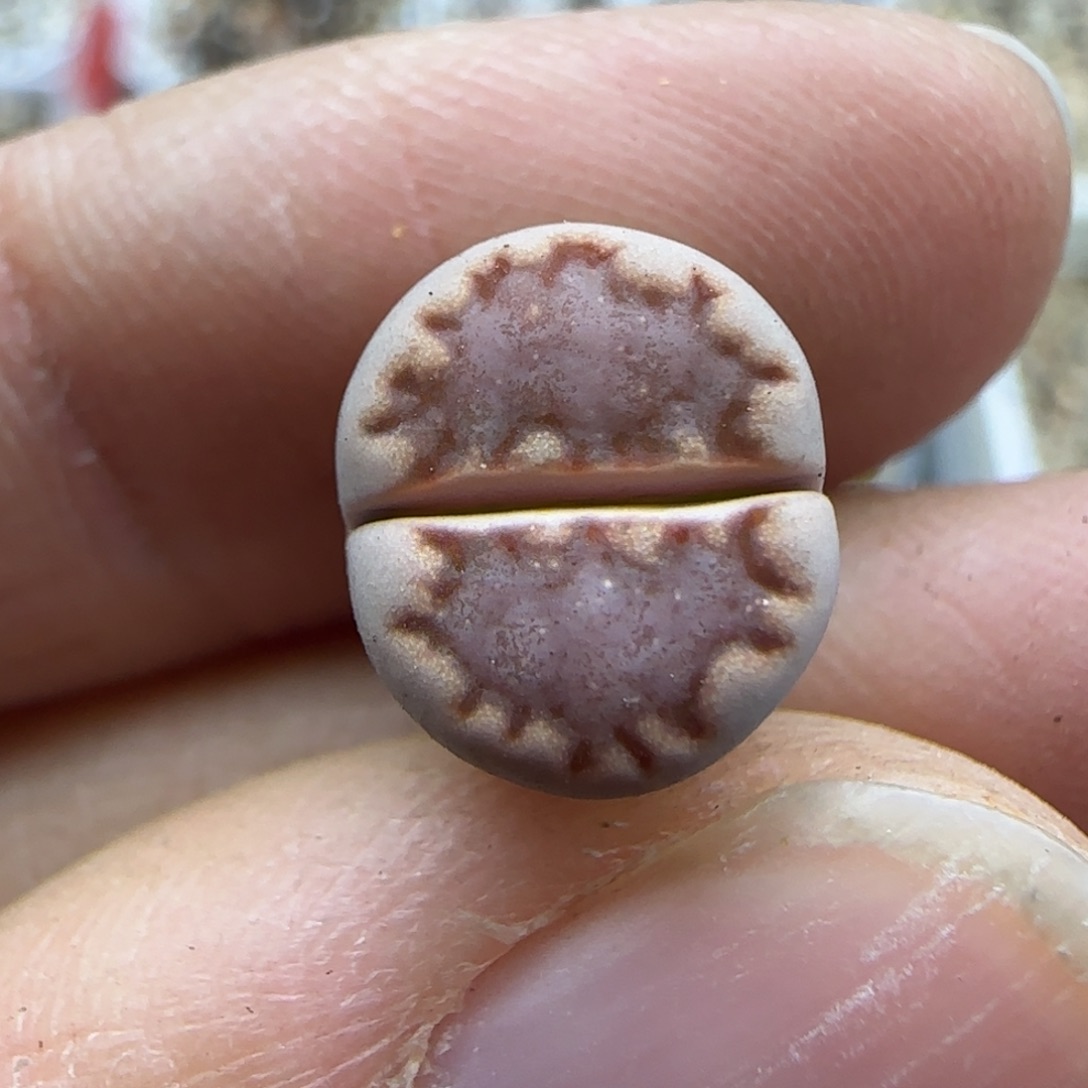 153 清框福利30包邮