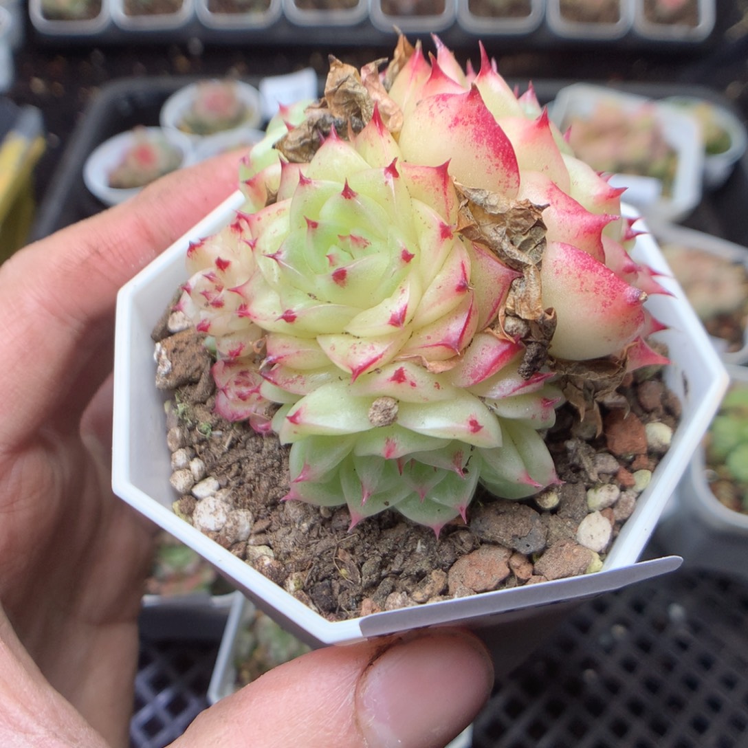 无花朵W111。yyyyyyy