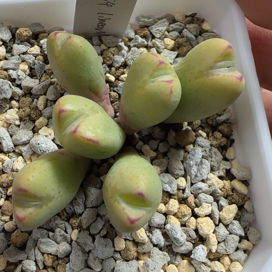 鱼嘴少将的植物一颗