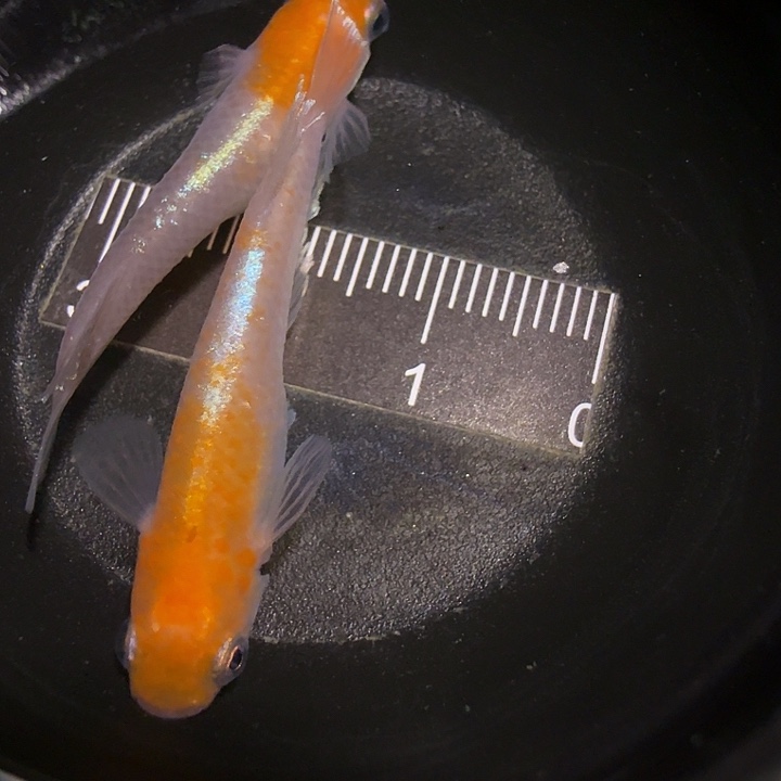 青鳉鱼一物一拍210