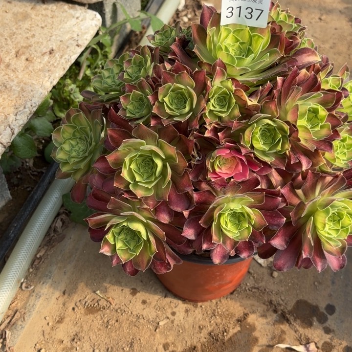 韶华多肉法师有花脸3137