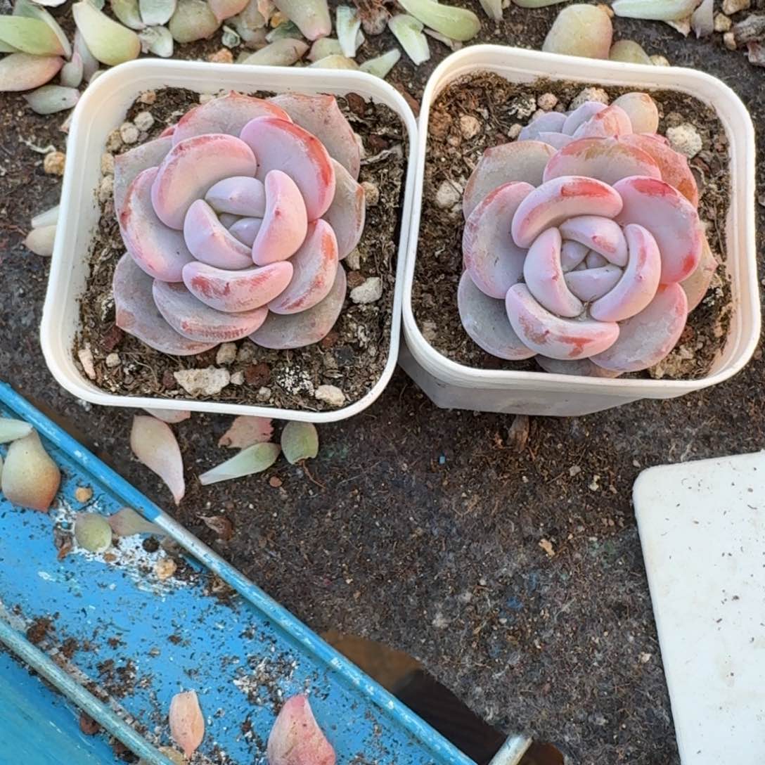 心香一物一拍专拍