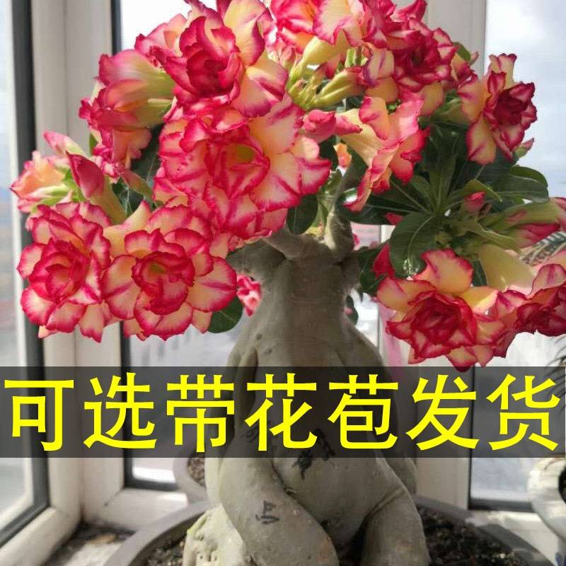 沙漠玫瑰盆栽重瓣带花苞花苗四季开花室内好养老桩盆景花卉绿植物