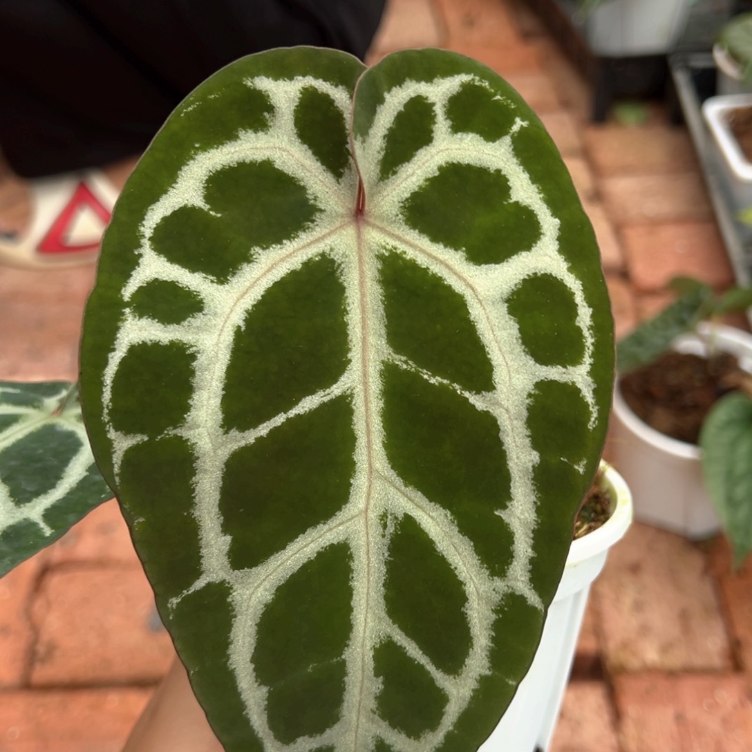 不开花植物米歇尔杂小钻石