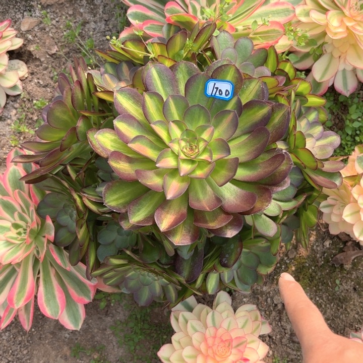 抹茶法师多肉1700