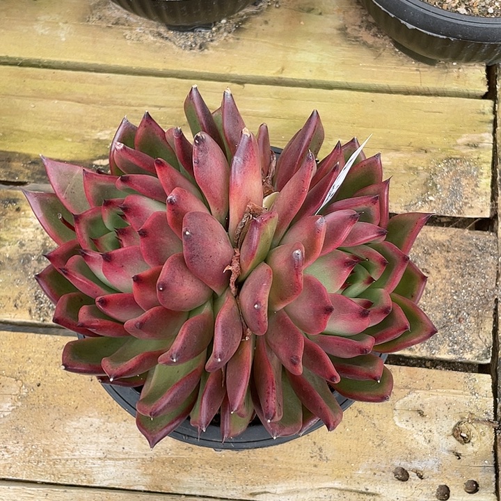 若如东云单拍A210