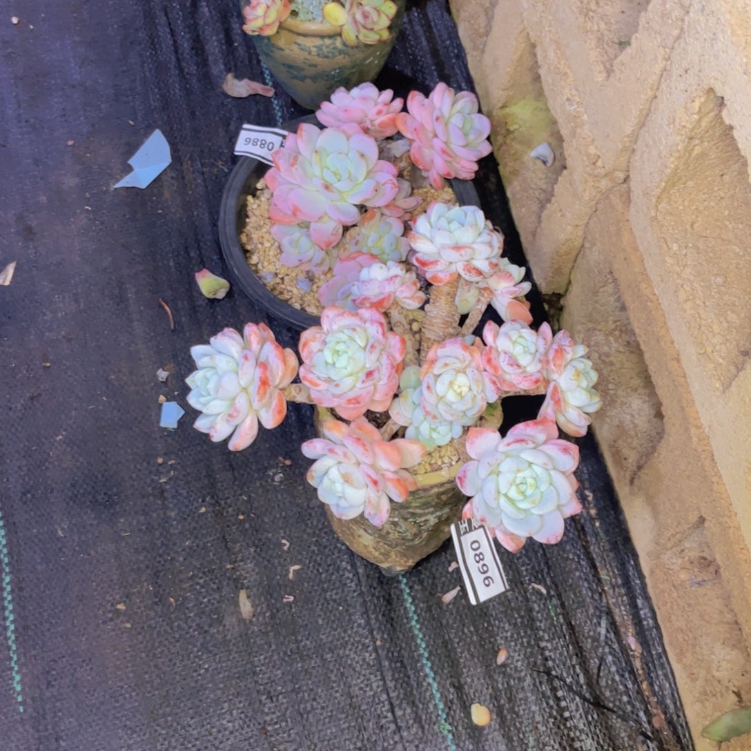 威***冷香多肉植物0896