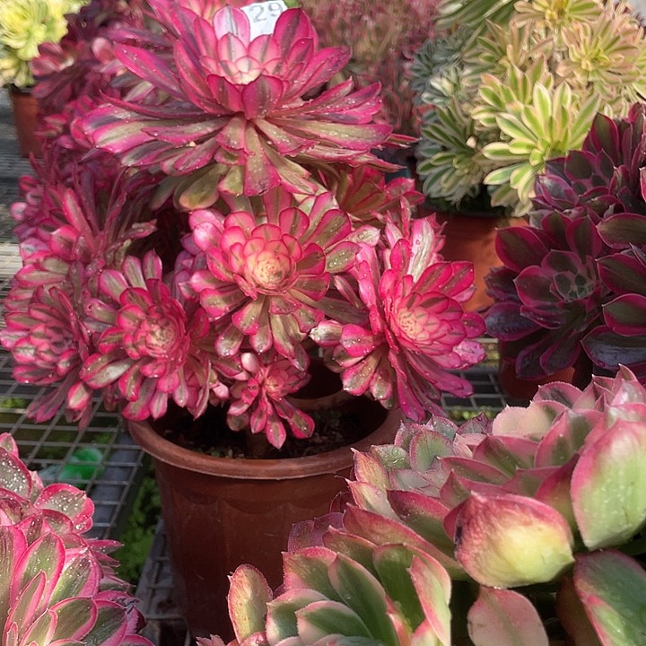 多肉法师多肉法师529