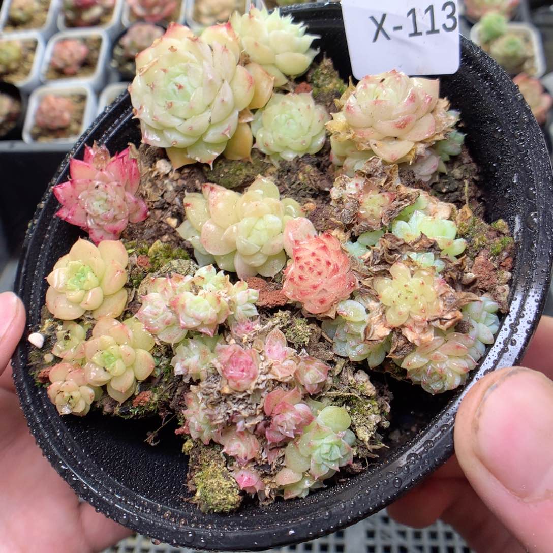 X113h y y y y y y y y y y