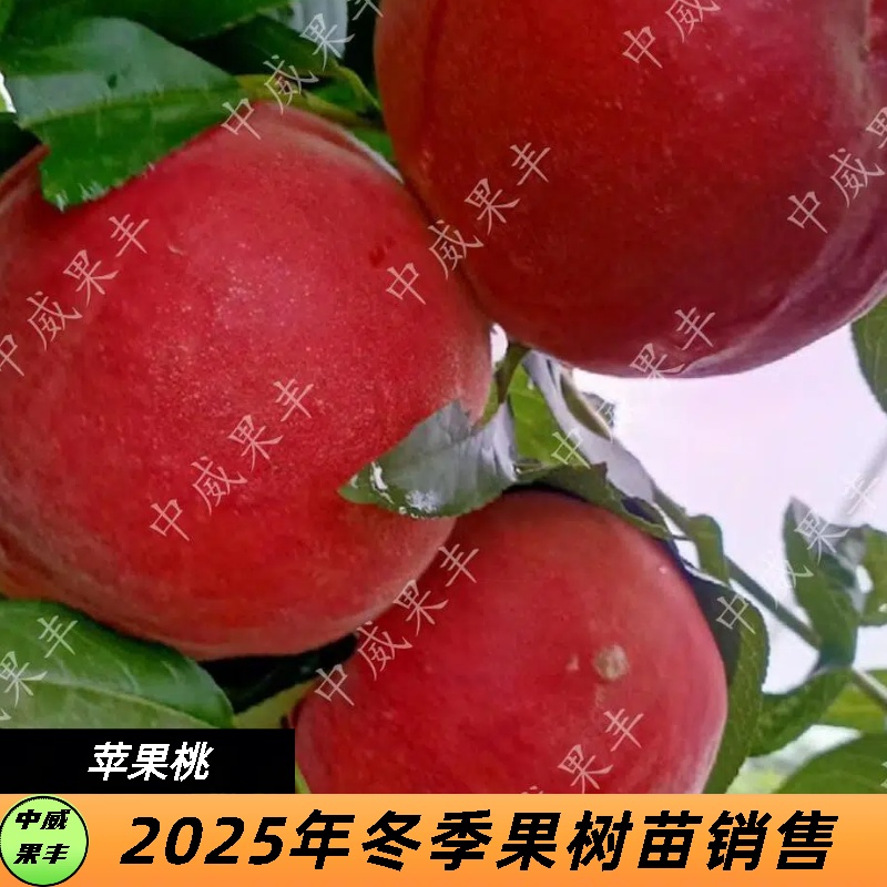 苹果梨味红桃六月中旬成熟脆甜可口苹果梨口感自花结实丰产耐储运
