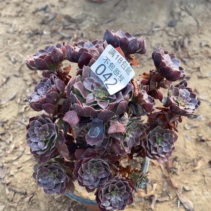 042黑魔手捧1号北法师