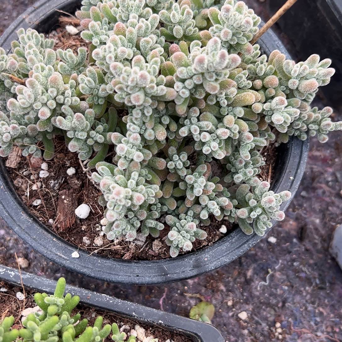 乐***悠枝干冰晶大盆一个