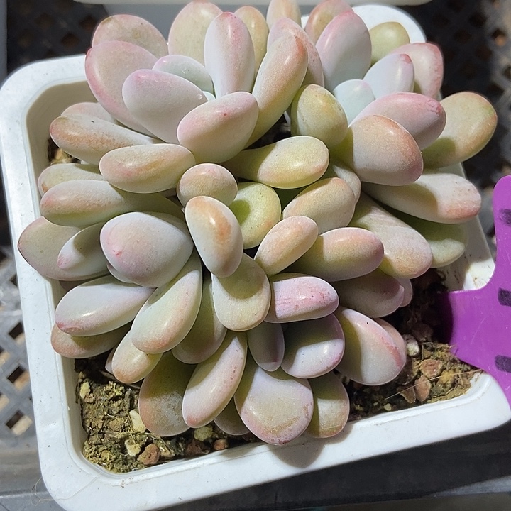 多肉植物粉兔群1970多肉