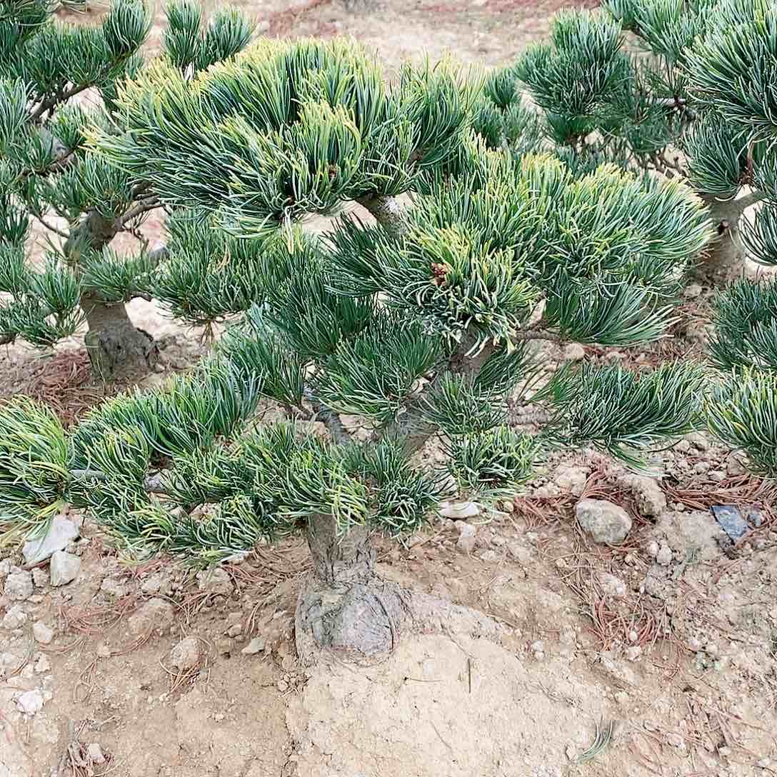 【闪购商品】无花朵