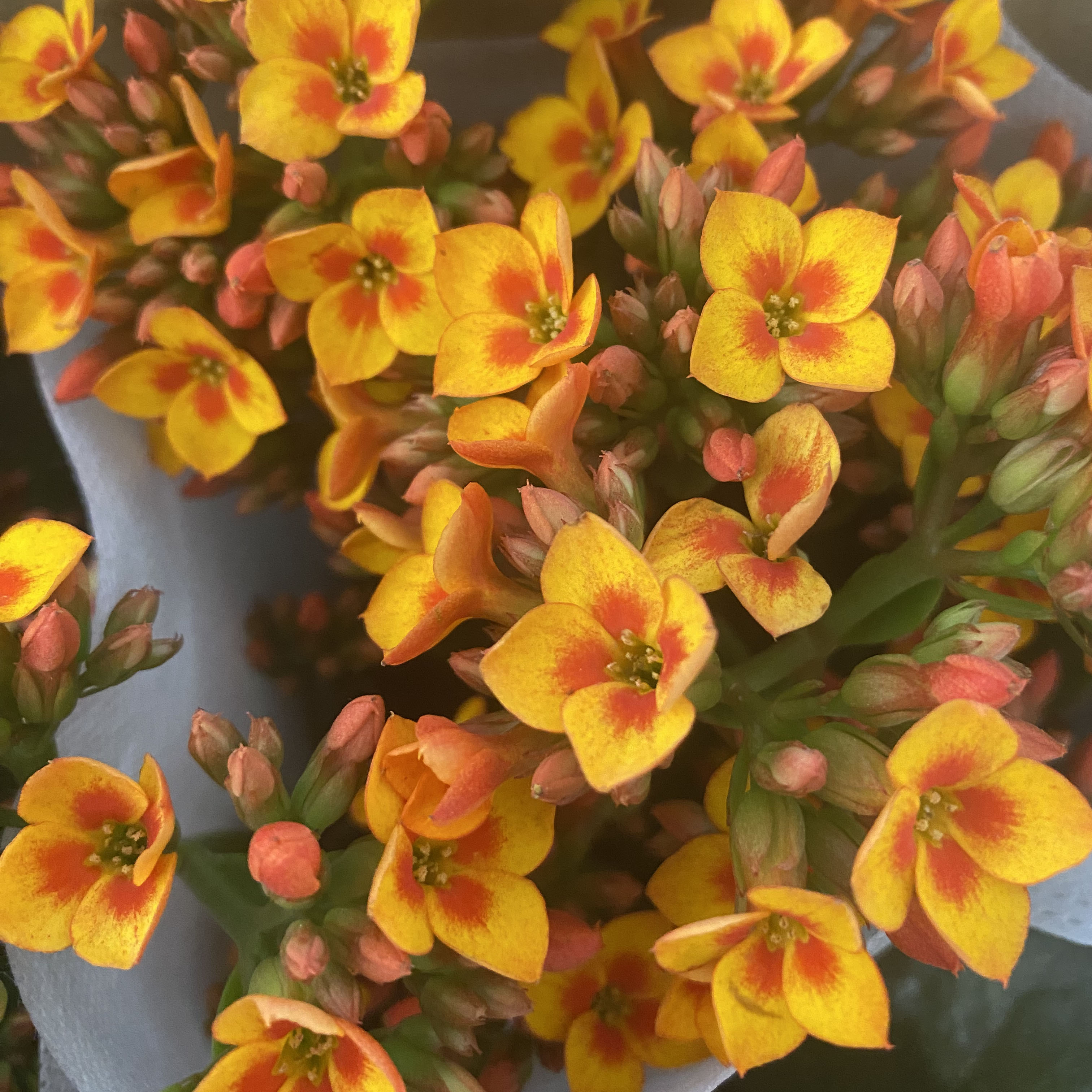 【雷诗园艺】岩丁长寿花-流光