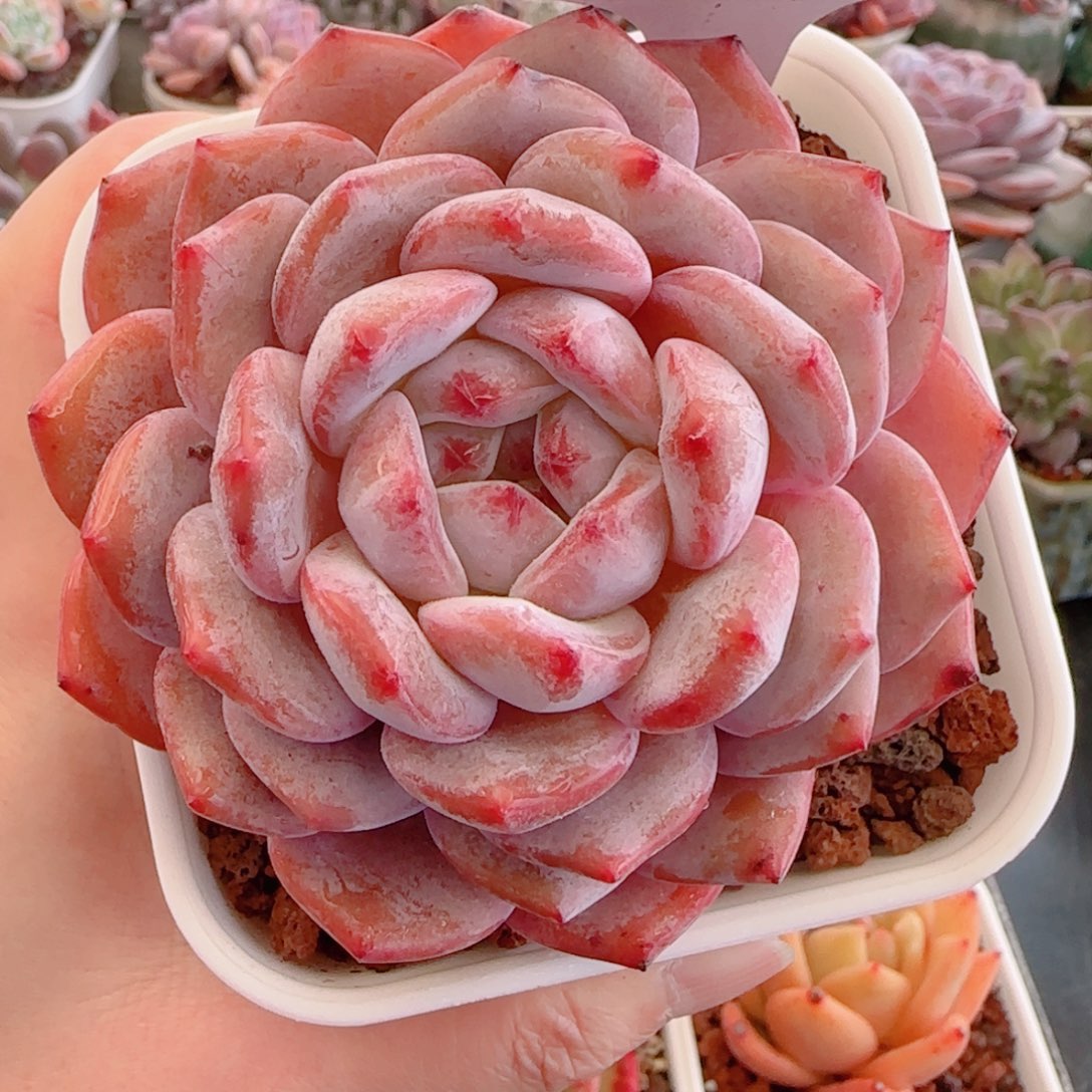 多肉植物5979橙子