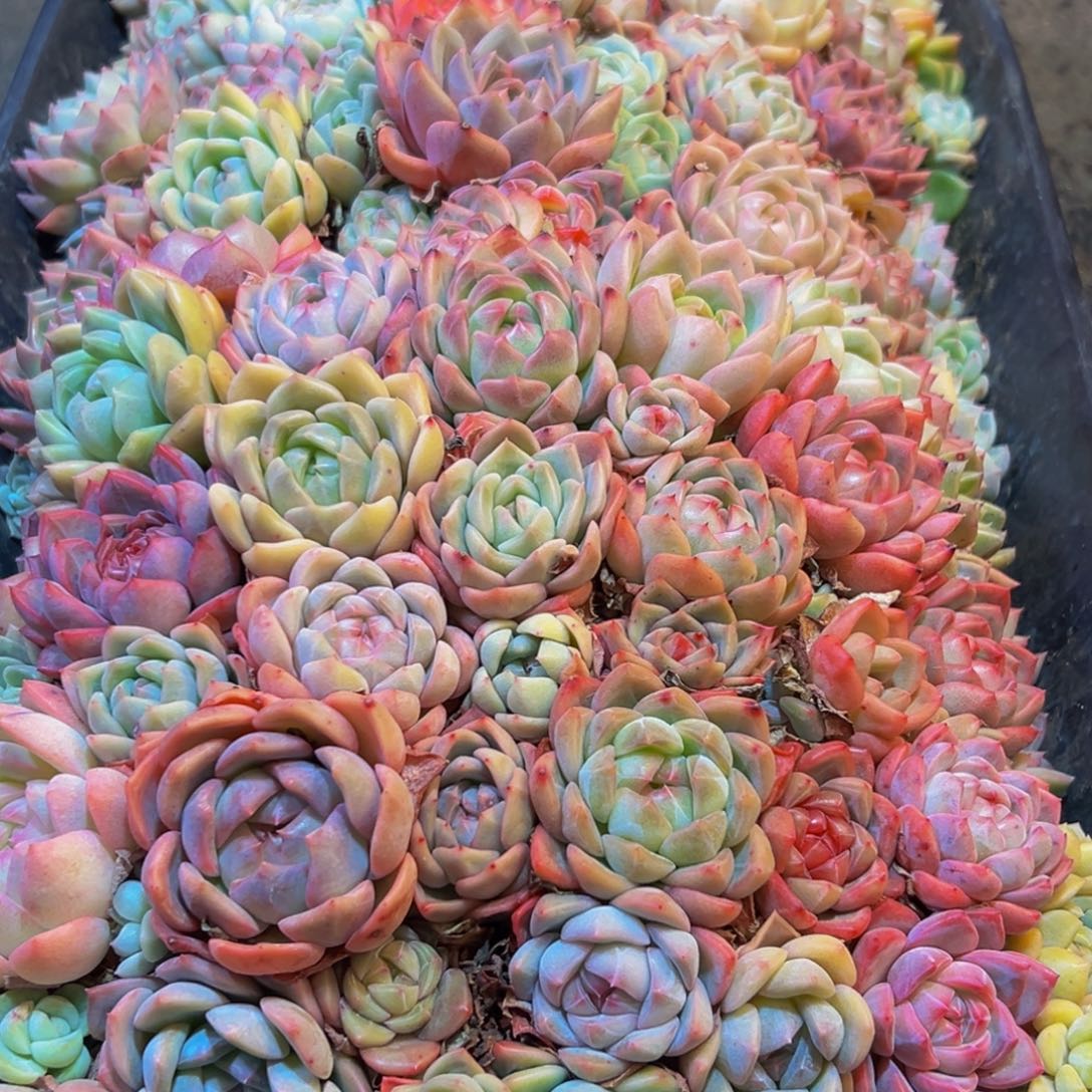 风***痕460多肉葡萄的味道是真的很