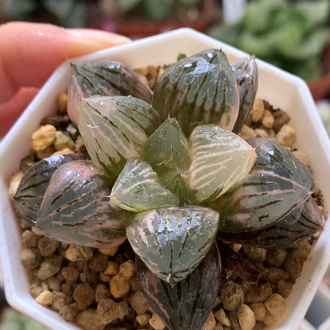 玉潭寿锦带盆土发货