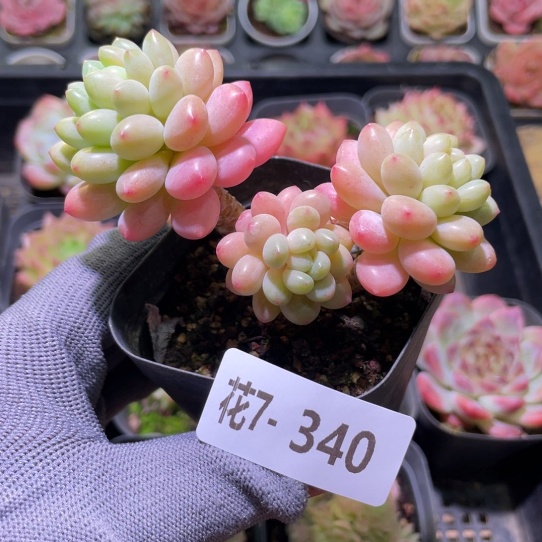 花利美7-340洛可可