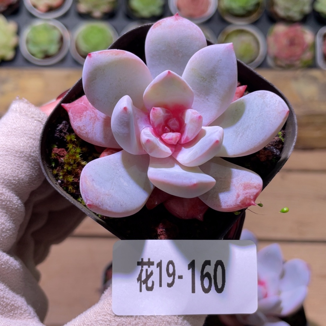 花利美19-160雪天使