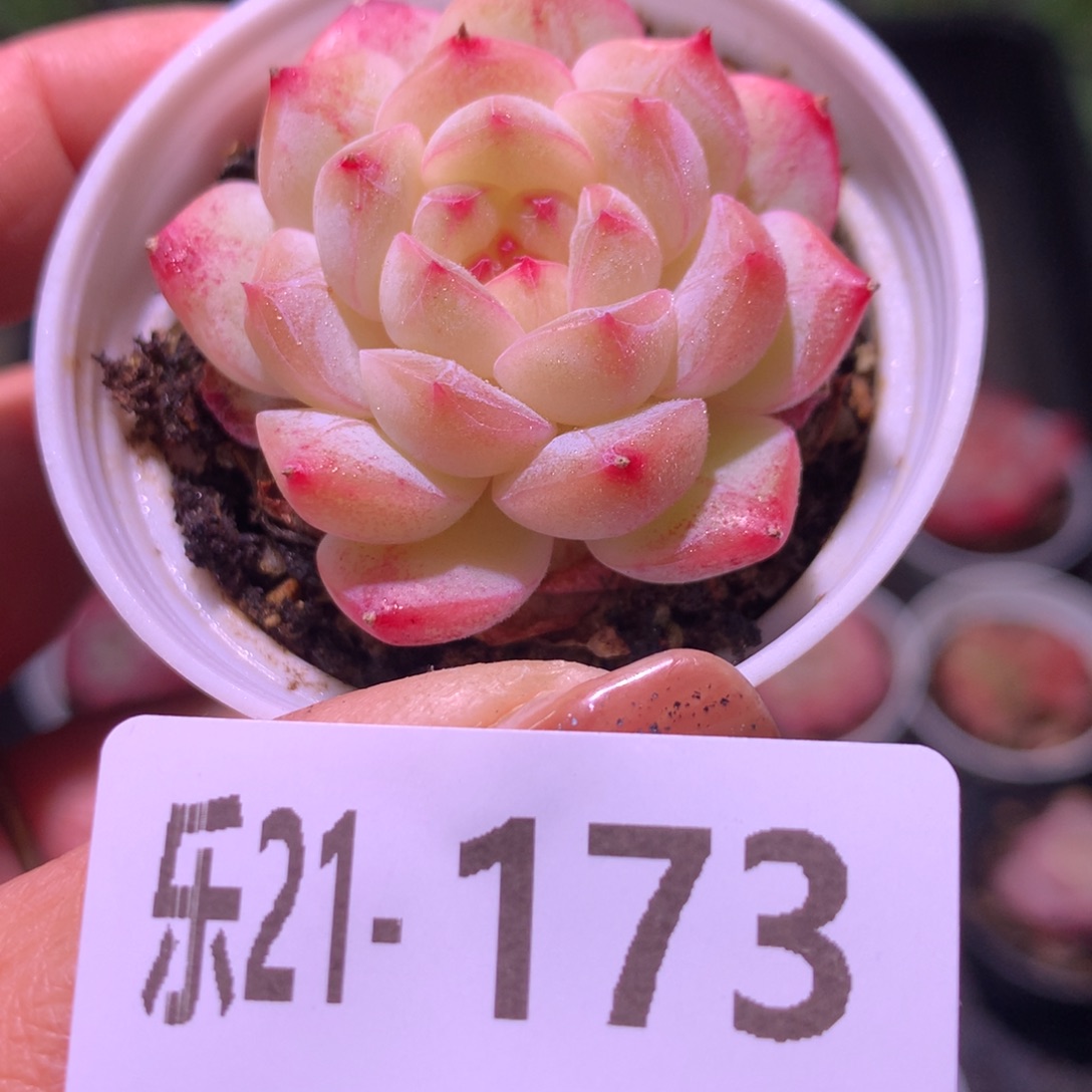 乐然21-173 白桃汽水 