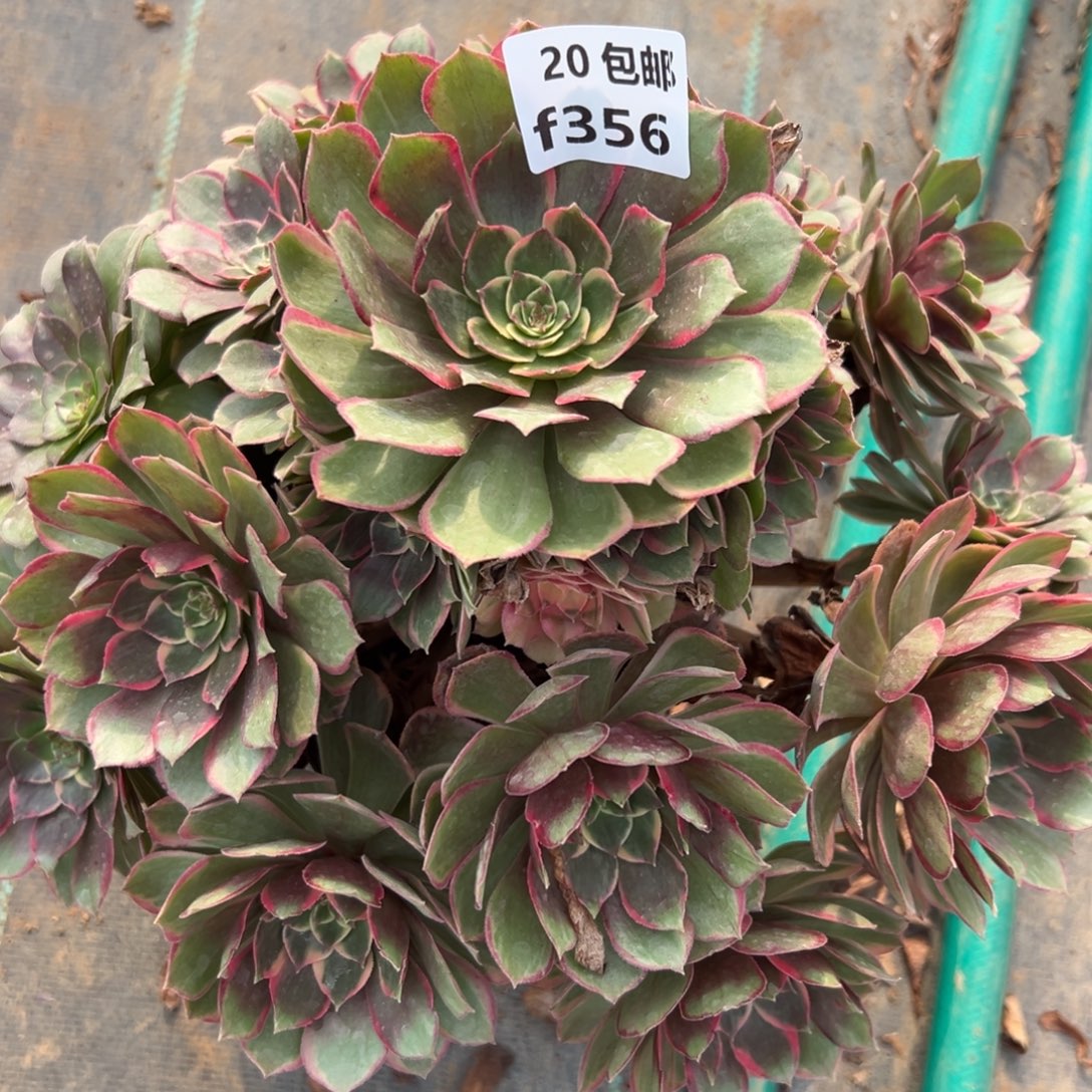 356夜宴，满20包邮嘟叮熊